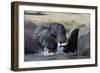 Two African elephants (Loxodonta africana) sparring in the river Khwai, Khwai Concession, Okavango -Sergio Pitamitz-Framed Photographic Print