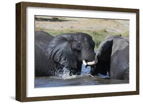 Two African elephants (Loxodonta africana) sparring in the river Khwai, Khwai Concession, Okavango -Sergio Pitamitz-Framed Photographic Print