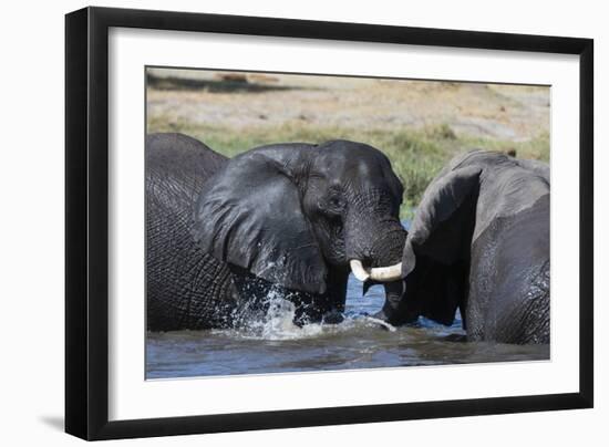 Two African elephants (Loxodonta africana) sparring in the river Khwai, Khwai Concession, Okavango -Sergio Pitamitz-Framed Photographic Print