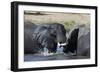 Two African elephants (Loxodonta africana) sparring in the river Khwai, Khwai Concession, Okavango -Sergio Pitamitz-Framed Photographic Print