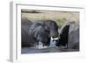 Two African elephants (Loxodonta africana) sparring in the river Khwai, Khwai Concession, Okavango -Sergio Pitamitz-Framed Photographic Print