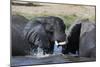 Two African elephants (Loxodonta africana) sparring in the river Khwai, Khwai Concession, Okavango -Sergio Pitamitz-Mounted Photographic Print
