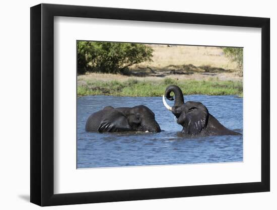 Two African elephants (Loxodonta africana) sparring in the River Khwai, Khwai Concession, Okavango -Sergio Pitamitz-Framed Photographic Print