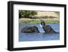 Two African elephants (Loxodonta africana) sparring in the River Khwai, Khwai Concession, Okavango -Sergio Pitamitz-Framed Photographic Print