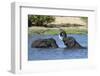 Two African elephants (Loxodonta africana) sparring in the River Khwai, Khwai Concession, Okavango -Sergio Pitamitz-Framed Photographic Print