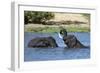 Two African elephants (Loxodonta africana) sparring in the River Khwai, Khwai Concession, Okavango -Sergio Pitamitz-Framed Photographic Print