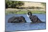 Two African elephants (Loxodonta africana) sparring in the River Khwai, Khwai Concession, Okavango -Sergio Pitamitz-Mounted Photographic Print