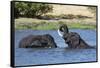 Two African elephants (Loxodonta africana) sparring in the River Khwai, Khwai Concession, Okavango -Sergio Pitamitz-Framed Stretched Canvas