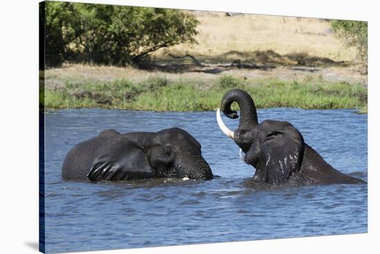 Two African elephants (Loxodonta africana) sparring in the River Khwai, Khwai Concession, Okavango -Sergio Pitamitz-Stretched Canvas