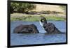 Two African elephants (Loxodonta africana) sparring in the River Khwai, Khwai Concession, Okavango -Sergio Pitamitz-Framed Photographic Print