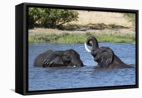 Two African elephants (Loxodonta africana) sparring in the River Khwai, Khwai Concession, Okavango -Sergio Pitamitz-Framed Stretched Canvas