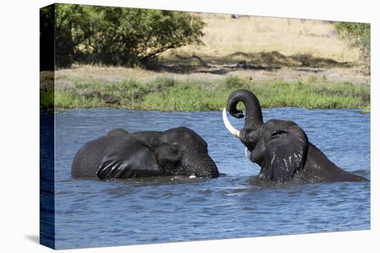 Two African elephants (Loxodonta africana) sparring in the River Khwai, Khwai Concession, Okavango -Sergio Pitamitz-Stretched Canvas