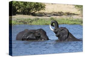 Two African elephants (Loxodonta africana) sparring in the River Khwai, Khwai Concession, Okavango -Sergio Pitamitz-Stretched Canvas