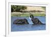 Two African elephants (Loxodonta africana) sparring in the River Khwai, Khwai Concession, Okavango -Sergio Pitamitz-Framed Photographic Print