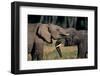 Two African Elephants (Loxodonta Africana), Standing Face to Face, Kenya-Anup Shah-Framed Photographic Print