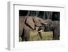 Two African Elephants (Loxodonta Africana), Standing Face to Face, Kenya-Anup Shah-Framed Photographic Print