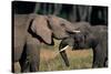 Two African Elephants (Loxodonta Africana), Standing Face to Face, Kenya-Anup Shah-Stretched Canvas