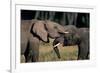 Two African Elephants (Loxodonta Africana), Standing Face to Face, Kenya-Anup Shah-Framed Photographic Print