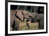 Two African Elephants (Loxodonta Africana), Standing Face to Face, Kenya-Anup Shah-Framed Photographic Print