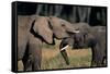 Two African Elephants (Loxodonta Africana), Standing Face to Face, Kenya-Anup Shah-Framed Stretched Canvas
