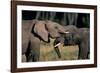 Two African Elephants (Loxodonta Africana), Standing Face to Face, Kenya-Anup Shah-Framed Photographic Print