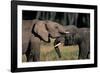 Two African Elephants (Loxodonta Africana), Standing Face to Face, Kenya-Anup Shah-Framed Photographic Print