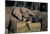 Two African Elephants (Loxodonta Africana), Standing Face to Face, Kenya-Anup Shah-Mounted Photographic Print