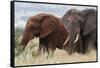 Two African elephants, one of them red for the color of the Tsavo's soil, Tsavo, Kenya.-Sergio Pitamitz-Framed Stretched Canvas