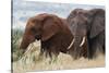 Two African elephants, one of them red for the color of the Tsavo's soil, Tsavo, Kenya.-Sergio Pitamitz-Stretched Canvas