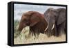 Two African elephants, one of them red for the color of the Tsavo's soil, Tsavo, Kenya.-Sergio Pitamitz-Framed Stretched Canvas