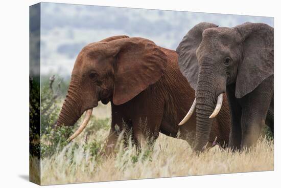Two African elephants, one of them red for the color of the Tsavo's soil, Tsavo, Kenya.-Sergio Pitamitz-Stretched Canvas