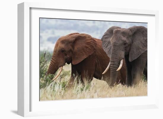 Two African elephants, one of them red for the color of the Tsavo's soil, Tsavo, Kenya.-Sergio Pitamitz-Framed Photographic Print