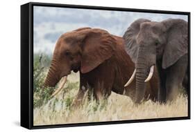 Two African elephants, one of them red for the color of the Tsavo's soil, Tsavo, Kenya.-Sergio Pitamitz-Framed Stretched Canvas