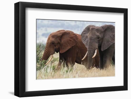 Two African elephants, one of them red for the color of the Tsavo's soil, Tsavo, Kenya.-Sergio Pitamitz-Framed Premium Photographic Print