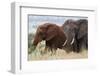 Two African elephants, one of them red for the color of the Tsavo's soil, Tsavo, Kenya.-Sergio Pitamitz-Framed Premium Photographic Print