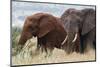Two African elephants, one of them red for the color of the Tsavo's soil, Tsavo, Kenya.-Sergio Pitamitz-Mounted Premium Photographic Print