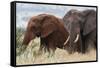 Two African elephants, one of them red for the color of the Tsavo's soil, Tsavo, Kenya.-Sergio Pitamitz-Framed Stretched Canvas