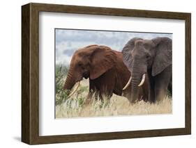 Two African elephants, one of them red for the color of the Tsavo's soil, Tsavo, Kenya.-Sergio Pitamitz-Framed Photographic Print