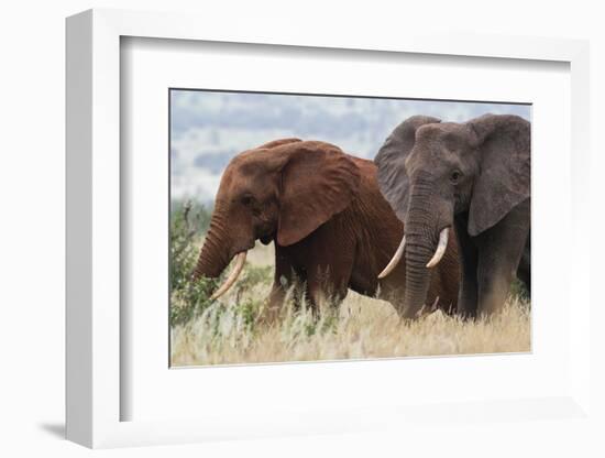 Two African elephants, one of them red for the color of the Tsavo's soil, Tsavo, Kenya.-Sergio Pitamitz-Framed Photographic Print