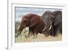 Two African elephants, one of them red for the color of the Tsavo's soil, Tsavo, Kenya.-Sergio Pitamitz-Framed Photographic Print