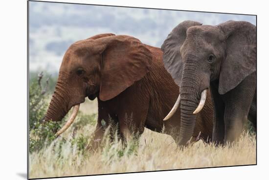 Two African elephants, one of them red for the color of the Tsavo's soil, Tsavo, Kenya.-Sergio Pitamitz-Mounted Photographic Print