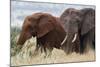 Two African elephants, one of them red for the color of the Tsavo's soil, Tsavo, Kenya.-Sergio Pitamitz-Mounted Photographic Print