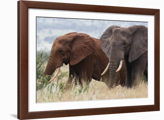 Two African elephants, one of them red for the color of the Tsavo's soil, Tsavo, Kenya.-Sergio Pitamitz-Framed Photographic Print