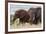 Two African elephants, one of them red for the color of the Tsavo's soil, Tsavo, Kenya.-Sergio Pitamitz-Framed Photographic Print