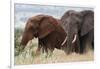 Two African elephants, one of them red for the color of the Tsavo's soil, Tsavo, Kenya.-Sergio Pitamitz-Framed Photographic Print