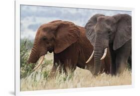 Two African elephants, one of them red for the color of the Tsavo's soil, Tsavo, Kenya.-Sergio Pitamitz-Framed Photographic Print