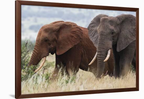 Two African elephants, one of them red for the color of the Tsavo's soil, Tsavo, Kenya.-Sergio Pitamitz-Framed Photographic Print