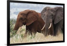 Two African elephants, one of them red for the color of the Tsavo's soil, Tsavo, Kenya.-Sergio Pitamitz-Framed Photographic Print