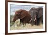 Two African elephants, one of them red for the color of the Tsavo's soil, Tsavo, Kenya.-Sergio Pitamitz-Framed Photographic Print
