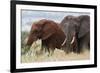 Two African elephants, one of them red for the color of the Tsavo's soil, Tsavo, Kenya.-Sergio Pitamitz-Framed Photographic Print